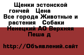 Щенки эстонской гончей › Цена ­ 7 000 - Все города Животные и растения » Собаки   . Ненецкий АО,Верхняя Пеша д.